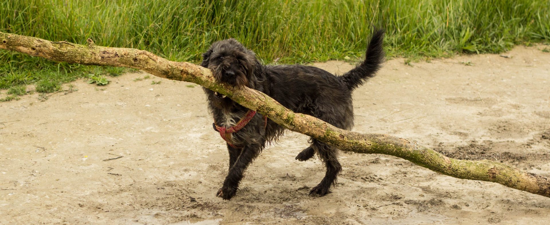 Alasdair Justwonder.In